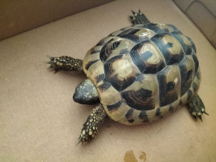 foto dalla pagina di Casaringhio