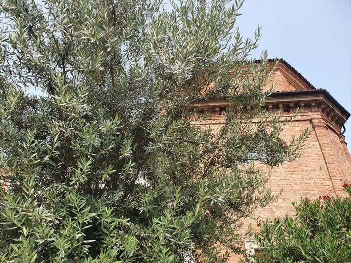 L’albero della pace pieno di olive nel centenario di Angioletto Castiglioni