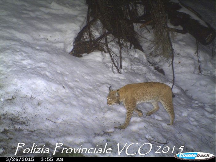 VIDEO. È tornata la lince sui monti della val d'Ossola: un filmato "cattura" lo splendido felino