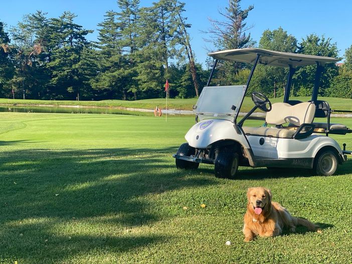 Giocare a golf con il proprio cane in provincia di Varese: possibile o impossibile? Giocare a golf con il proprio cane in provincia di Varese: possibile o impossibile?