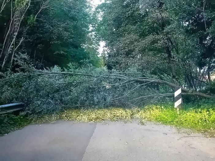 La pianta caduta nel capoluogo sulla strada che dal rione di Capolago porta a Buguggiate: la foto è di questa mattina La pianta caduta nel capoluogo sulla strada che dal rione di Capolago porta a Buguggiate: la foto è di questa mattina