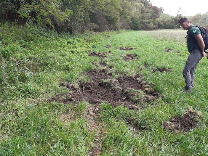 Cinghiali, Coldiretti: bene Regione su delega abbattimenti per agricoltori danneggiati