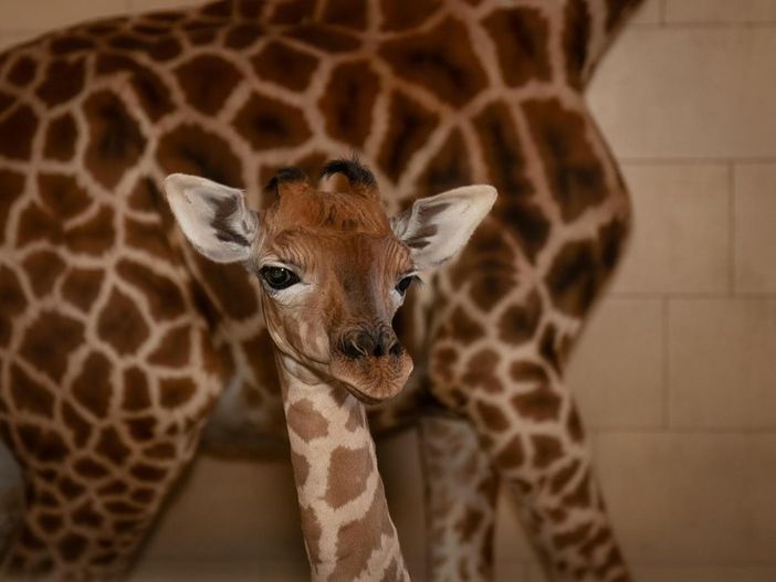 Il miracolo della vita al Safari Park Lago Maggiore: nasce un cucciolo di giraffa