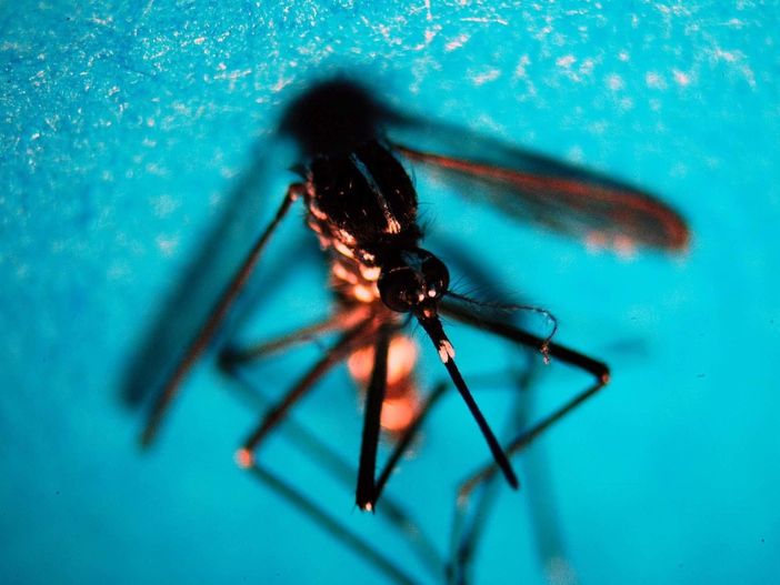 «La situazione è sotto controllo»: due casi di West Nile in Lombardia «La situazione è sotto controllo»: due casi di West Nile in Lombardia