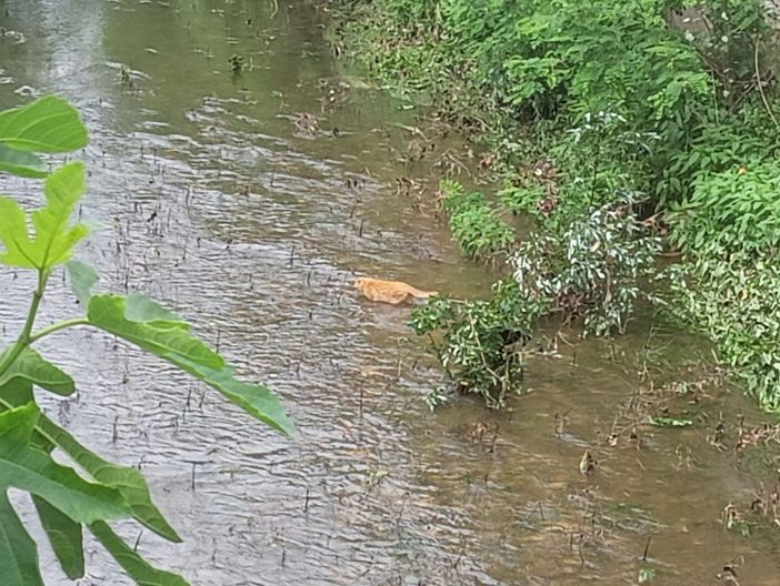 Alcune delle foto postate - per cortesia di Eliseo Sanfelice
