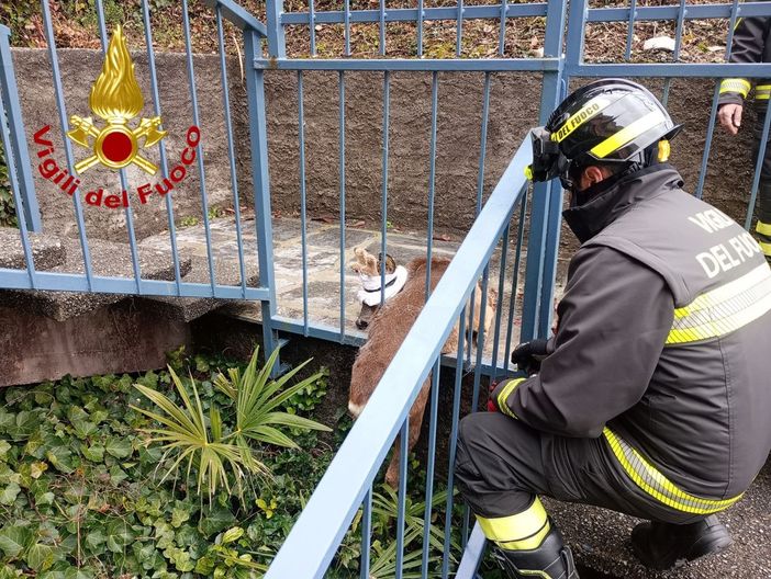 Il capriolo rimasto incastrato in un'inferriata a Dumenza liberato dai vigili del fuoco Il capriolo rimasto incastrato in un'inferriata a Dumenza liberato dai vigili del fuoco