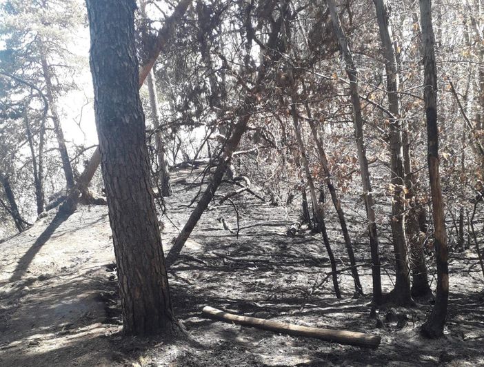 Incendio di Angera, tanti gli alberi pericolanti. Resta il divieto di accedere ai boschi di San Quirico