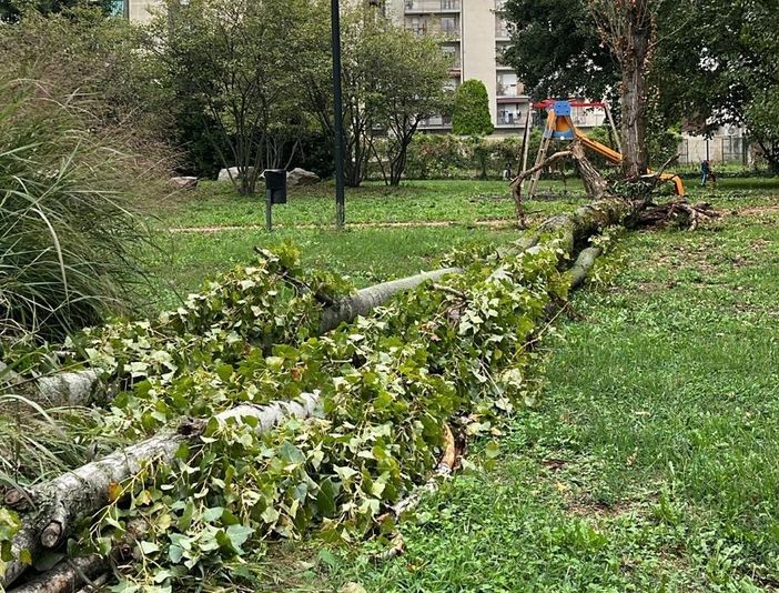 Busto, cade un albero nel parco Carlo Maria Piazza