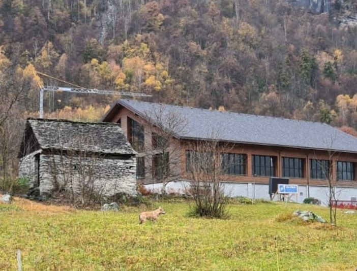 FOTO. Un lupo a passeggio davanti alle Terme di Premia