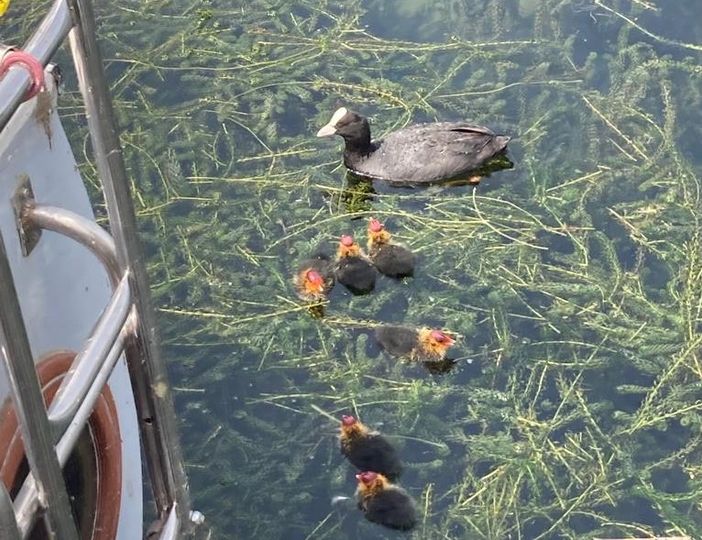 Ranco: una folaga sceglie la barca nel porticciolo per fare il nido, il proprietario attende venti giorni per non disturbare la covata