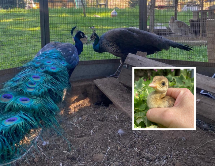 OhLindo, Elsa e alcuni dei loro cuccioli