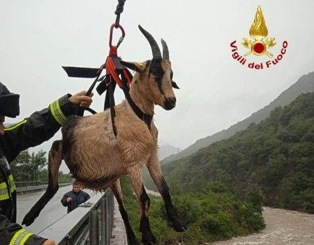 Capre e pecore bloccate dalla piena del torrente Strona, salvate dai vigili del fuoco Capre e pecore bloccate dalla piena del torrente Strona, salvate dai vigili del fuoco