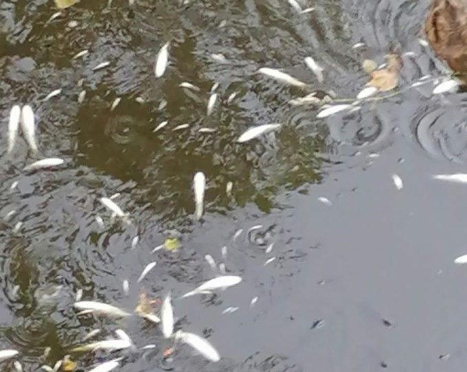 I pesci morti nel torrente Lura in una foto da IlSaronno.it I pesci morti nel torrente Lura in una foto da IlSaronno.it