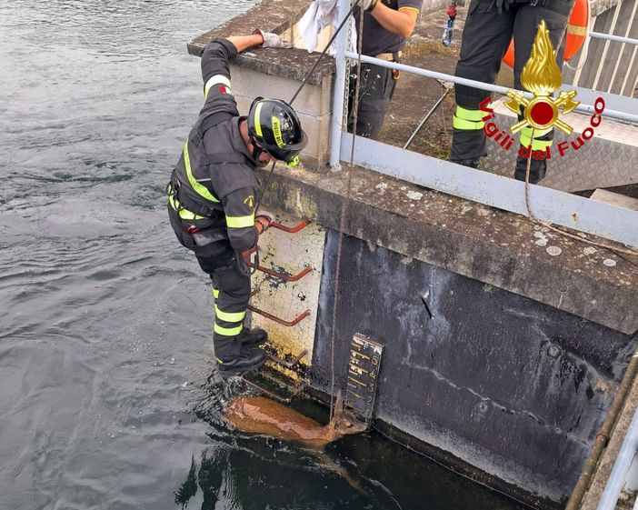 Capriolo nel canale: salvato dai vigili del fuoco