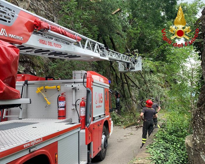 FOTO. Luino, albero piomba sulla strada. Vigili del fuoco in azione