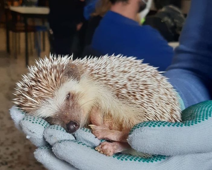 Un corso di primo soccorso per i ricci con Casaringhio