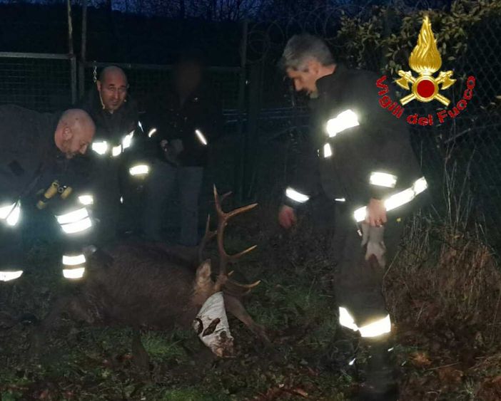 Il cervo soccorso dai vigili del fuoco a Lozza Il cervo soccorso dai vigili del fuoco a Lozza