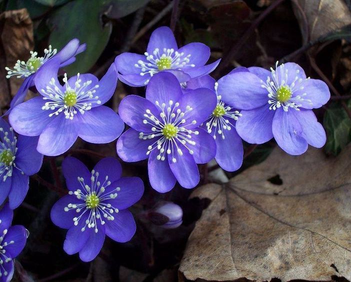 Aria di primavera nei prossimi giorni: l’Erba trinità è la pianta del mese nella foto della Società Astronomica G.V. Schiaparelli Aria di primavera nei prossimi giorni: l’Erba trinità è la pianta del mese nella foto della Società Astronomica G.V. Schiaparelli