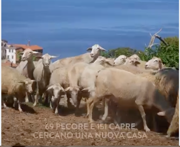 Più di 200 tra capre e pecore cercano qui una nuova casa e un futuro