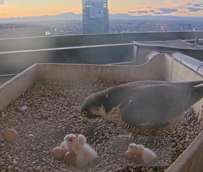 La colazione e un particolare dei due pulli accoccolati