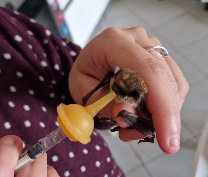 Pippi il pipistrello si rimette in forma per tornare a essere un divoratore di zanzare