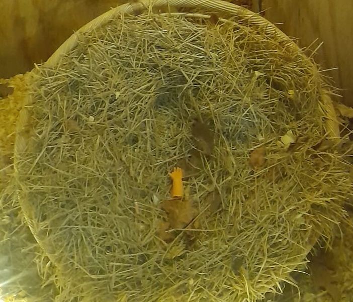 Il Bambino ferito e quella manina nella culla: accertamenti in corso a Fagnano