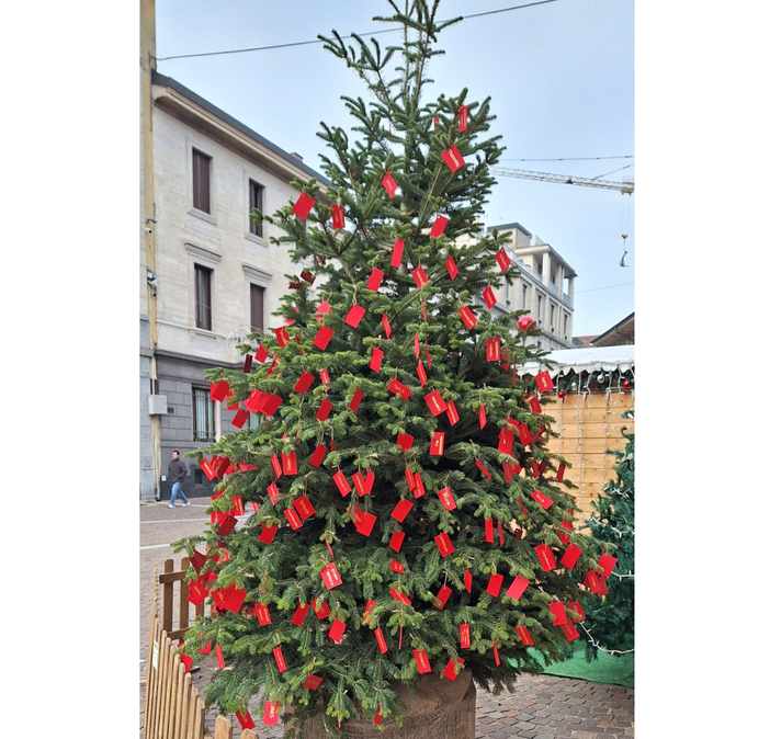 Borse di studio e Albero dei nuovi nati: Gallarate celebra giovani e famiglie