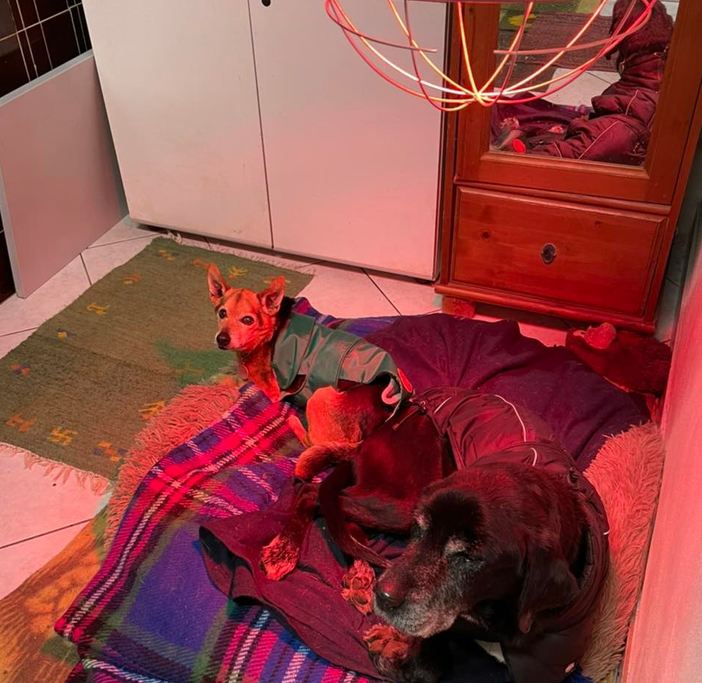 Temperature sotto zero: «Aiutateci a tenere al caldo i cagnolini»