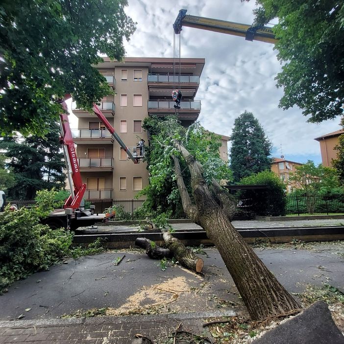 Legnano verso il ritorno alla normalità: riapre viale Gorizia dopo la rimozione dell’albero Legnano verso il ritorno alla normalità: riapre viale Gorizia dopo la rimozione dell’albero