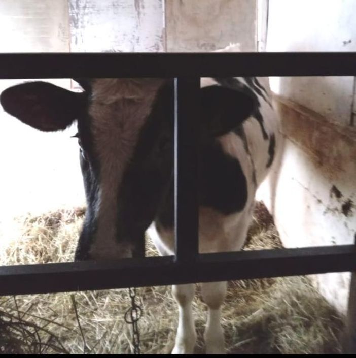 Leggiuno, la denuncia degli animalisti: «Vitello incatenato senz'aria e al buio» Leggiuno, la denuncia degli animalisti: «Vitello incatenato senz'aria e al buio»