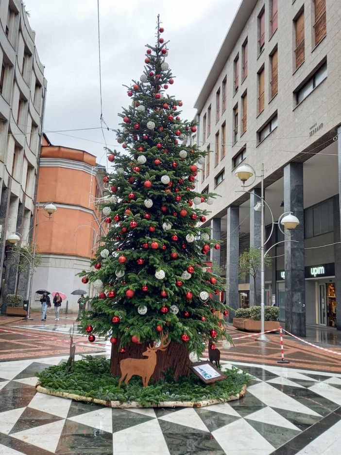 Busto aspetta il Natale. Arriva l'albero in via Milano
