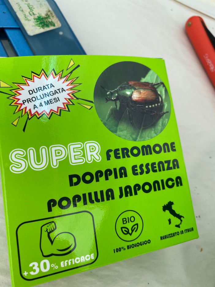 Renato Pozzi ci mostra la trappola per la micidiale Popillia Japonica Renato Pozzi ci mostra la trappola per la micidiale Popillia Japonica