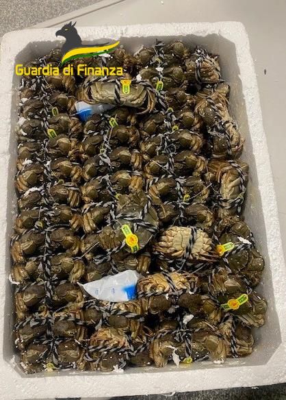 Malpensa, in valigia 150 chili di granchi cinesi vivi: scatta il sequestro. Sono tra le cento specie più invasive al mondo Malpensa, in valigia 150 chili di granchi cinesi vivi: scatta il sequestro. Sono tra le cento specie più invasive al mondo