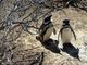Pinguini sentinelle dell'ambiente in Patagonia, dotati di sensori rilevano inquinanti Pfas