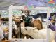 Petsfestival 2024, un evento imperdibile per gli amanti degli animali