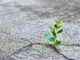 Forte …. come un filo d'erba