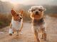 Quali domande porsi prima di accogliere un cane in famiglia?