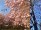 La fioritura di piazzale Facchinetti e a lato segnali di primavera vicino al campanile di Sant'Edoardo