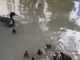 Un'immagine del video dell'Enpa Milano Un'immagine del video dell'Enpa Milano