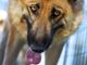 Busto, il “Pomeriggio a sei zampe” sostiene la legge contro l’accattonaggio con animali