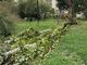 Busto, cade un albero nel parco Carlo Maria Piazza