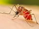 Allarme dengue a Nerviano: scatta la disinfestazione