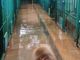 Il nubifragio devasta anche l’associazione Emi Onlus: «Box dei cani con 15 centimetri d'acqua, siamo allo stremo»