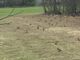 Colonia di conigli al Pam, proliferazione e danni all'agricoltura