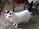 Luigi, 7 anni, cerca casa - Foto dal gruppo Fb Gallarate è...