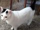 Luigi, il gatto che Paolo Carù ritrovava, la sera, dopo avere chiuso il suo negozio (foto dal gruppo Fb Gallarate è...)