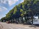 Alberi in piazza XXV Aprile, alcuni dei quali ritenuti insicuri