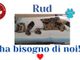 L’appello: «Aiutateci con le spese mediche per Rud»