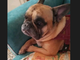 Tommy, il cagnolino al quale la padrona non ha potuto pagare cure d'urgenza