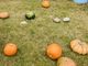 Castellanza: la festa di halloween con zucche e castagne rinviata di una settimana